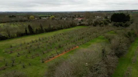 Coton Orchard