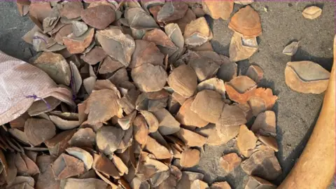 Nigeria Customs Service Pangolin Scales seized by the Nigeria Customs Service in 2021