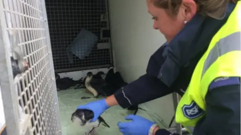 Rescued Manx shearwater birds