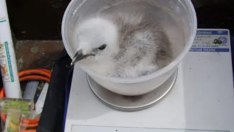 NAtural History Society Northumbria Kittiwake chick