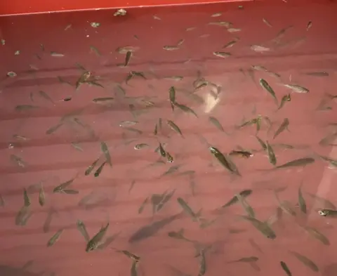 RSPCA The saved fish