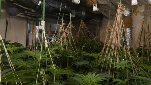 Wiltshire Police Cannabis Plants