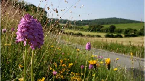 Plantlife Verge flowers