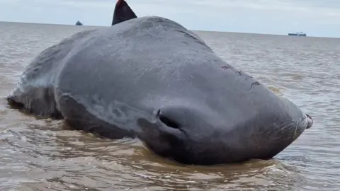 BDMLR The stranded whale in Cleethorpes
