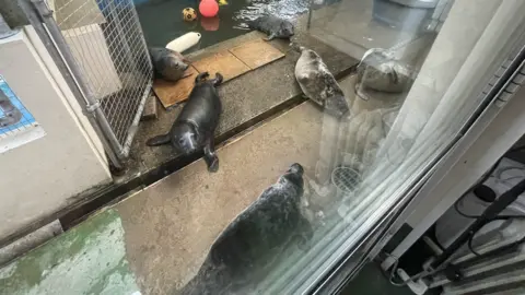 GSPCA Seal pups at the animal shelter