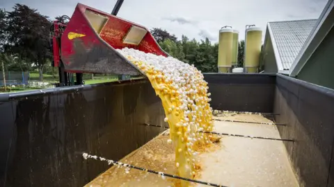 EPA Eggs being destroyed at a poultry farm in Onstwedde, the Netherlands, 03 August 2017