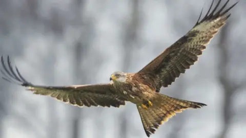 Getty Images Red kite