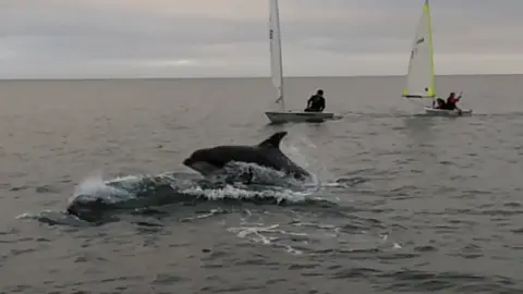 Max Richards Dolphins near boats of Tenby Sailing Club