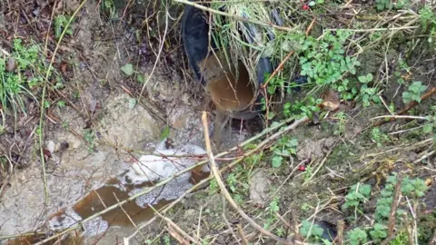 Environment Agency Slurry in the brook