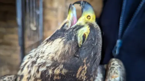 RSPCA A peregrine falcon with a missing eye