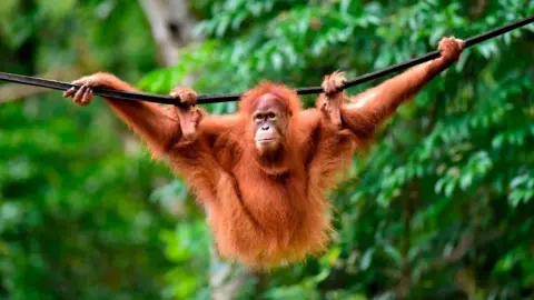 Getty Images A young Sumatran orangutan