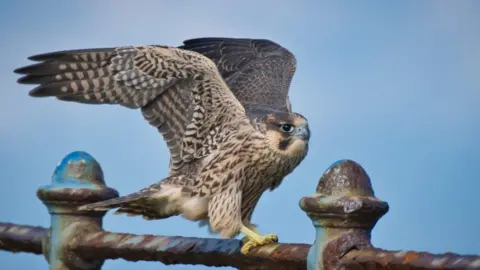 Manxscenes Peregrine Falcon