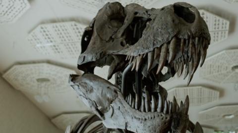 T. rex skeleton sells for more than $6m - BBC News