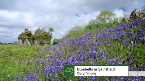 Daryl Young Bluebells near Sainfield