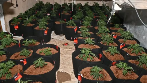 Lincolnshire Police Cannabis plants