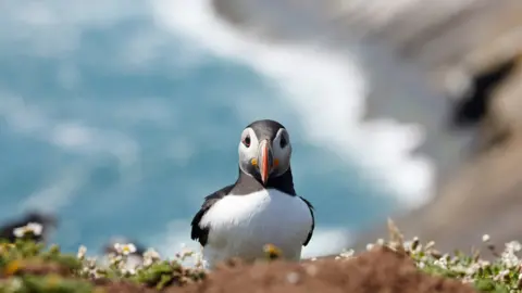 Getty Images A puffin on Skomer Island, Pembrokeshire