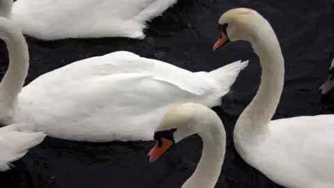 BBC Swans