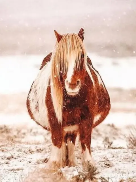 @sarahparkynphotography Dartmoor