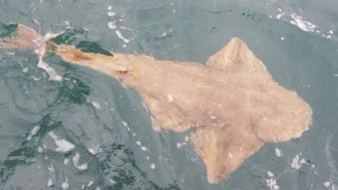 Wales News Service Angel shark