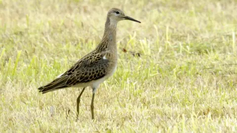 Geograph/Mike Pennington Ruff