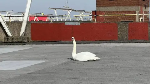 RSPCA Swan