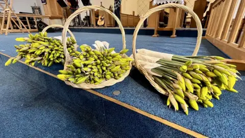 Daffodils in bunches at the front of a church, in baskets