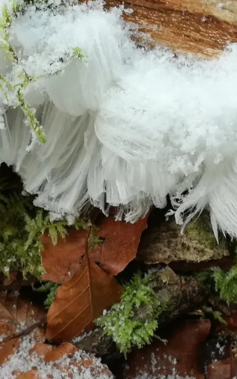 Frances Pearson Hair ice