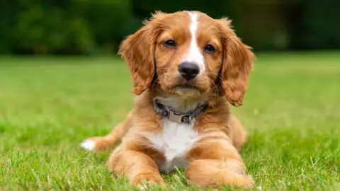 Getty Images A puppy cocker spaniel
