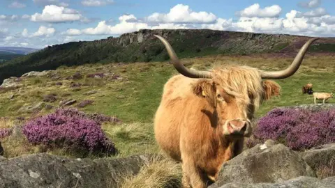 Tom Schofield Highland cows on Baslow Edge