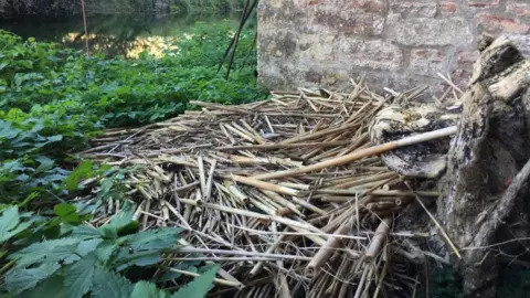 BBC The empty swan nest at The Bishop's Palace