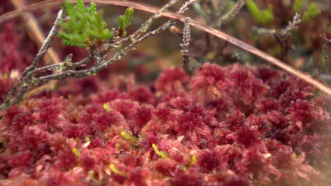 A type of sphagnum moss which can deteriorate if exposed to too much ammonia