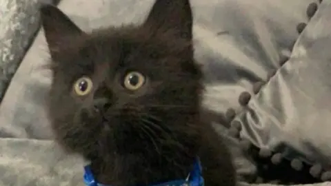 Ellen Butler Minnie the cat