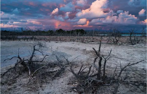 Shane Gross A landscape of dead mangrove trees beneath a cloudy sky