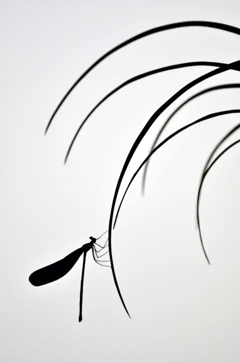 Nature TTL / Minghui Yuan A silhouette of a damselfly on a thin leaf