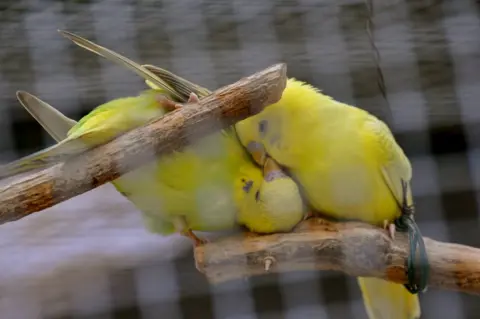 Jean Sabiron Two birds kissing