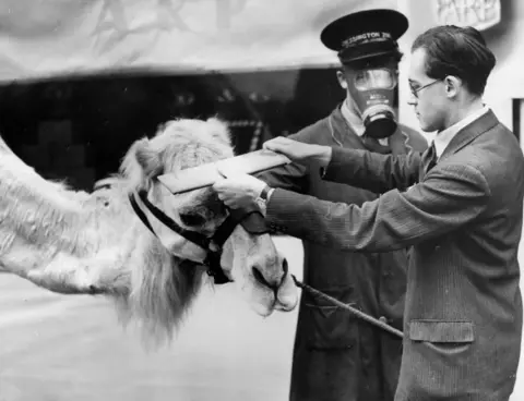 Getty Images Camel being measured for a gas mask