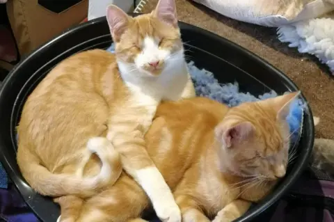 RSPCA The cats cuddles together