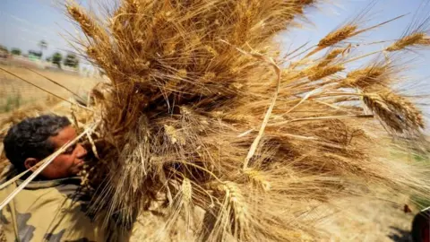 Reuters A farmer carries a bundle of wheat after harvesting it from a field in Al Qalyubia Governorate, Egypt, May 19, 2022