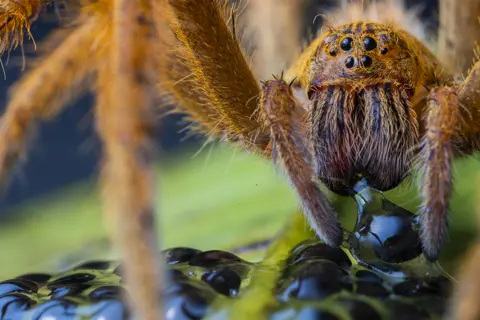 Jaime Culebras/WPY/NHM Spider image by Jaime Culebras