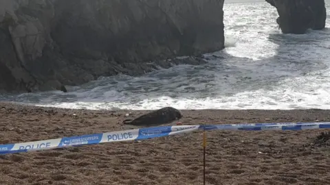 Dorset Police The seal lies on the shore behind the cordon