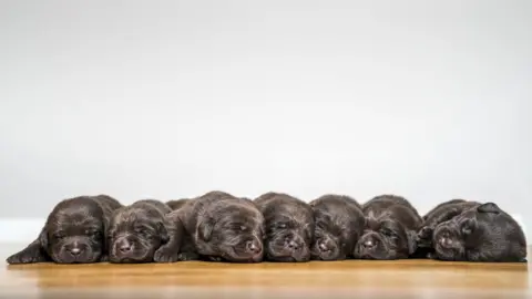 HRAUN/Getty Images Labrador puppies
