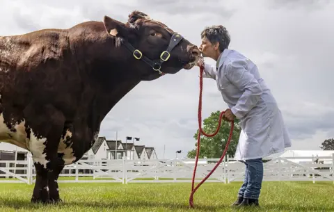 Danny Lawson / PA Media Tracy Seven with a Beef Shorthorn as she prepares her cattle ahead of the Great Yorkshire Show at the Showground in Harrogate, 10 July 2023