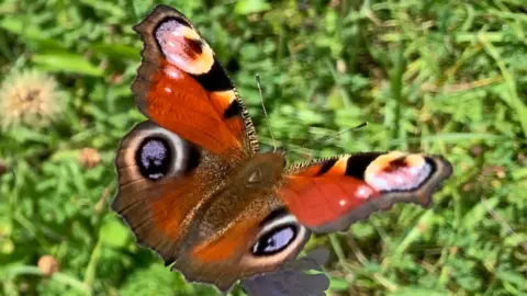 Esme Ashe-Jepson Peacock butterfly