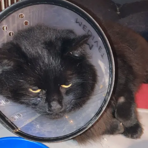 BBC Jack the cat after being shot