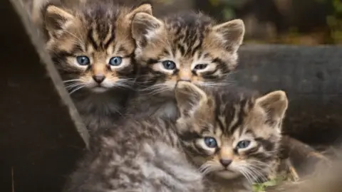 Shepreth Wildlife Park Scottish wildcat kittens