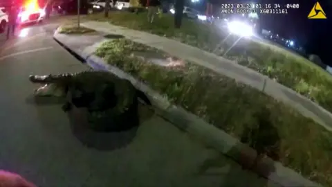 Bodycam footage of alligator in the street