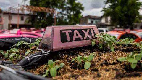 Getty Images A view of the parking lot turned community garden at the Ratchaphruek Taxi Cooperative, where they're using taxi roofs as vegetable planters on September 11, 2021 in Bangkok, Thailand.