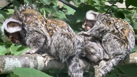 Monkey World Rescue centre staff said TikTok's adopted mum Clydie loves to spend time grooming him.