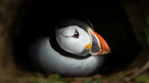 Dan Jolley Puffin