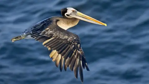 Getty Images Brown pelican flying over the water in Peru